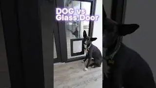 Dog vs Glass Door: The Ultimate Showdown🐶 😂#DogVsGlass #FunnyDogMoments #DogFails