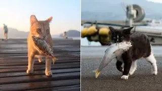 Cats Catching Fish Video Compilation Part 2 | Pets Theater