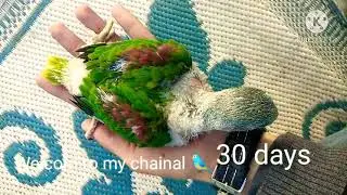 Alexander baby parrot care and growth 🐦❤