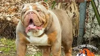 FORMA CORRECTA DE BAÑAR A TU BULLDOG INGLES|(PROBLEMAS DE PIEL)|BULLDOG JIMENEZ