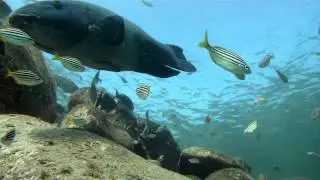 Snorkelling with Blue Groper: Shelly Beach, Manly: Cabbage Tree Bay Aquatic Reserve