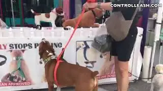 How to Train your DOG! SIMPLE & Effective Leash ControlLeash.com