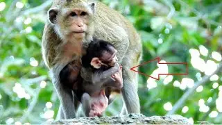 MG!monkey Vistary takes baby Miltan