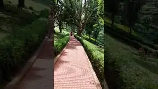 How can we save trees