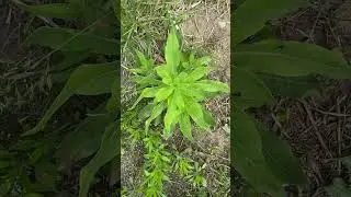 Common evening primrose