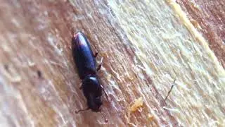 Insekti - Rhizophagus bipustulatus (Fabricius, 1792)