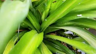 Como regar sus plantas, para que no mueran.