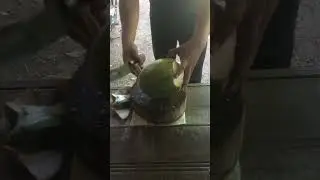 Chopping coconut #trendingshorts #cuttingskills