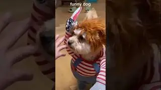 Halloween funny dog//explore your dog style costume#amazinfinds#ytshorts#review
