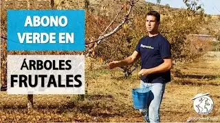 Cómo hacer un ABONADO VERDE EN FRUTALES
