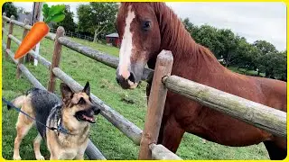German Shepherd and Horse become Friends