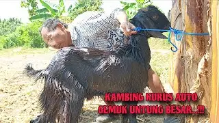 Cara Mengatasi Kambing Terkena KUTU Auto Langsung Koit Bersih - Bathing Goats Affected by Fleas