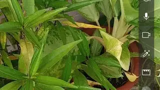 jyotinoor garden lover is live
