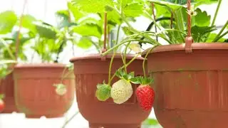 How To Grow And Care Strawberry Plants From Runners. Tips For Maximum Fruiting in Pots