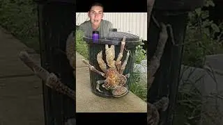 АМЕЛИЮ ЭРХАРТ СЪЕЛИ ГИГАНТСКИЕ КРАБЫ