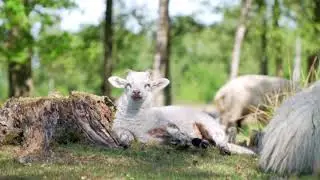 A Close Up Shot of a Lamb