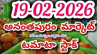 Anantapur tomato market rates/today tomato market rates #Anantapur #agriculture #tomato rate #tomato