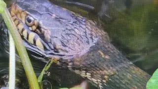 Watersnake swimming and hunting for food in the spring in The Villages, Florida