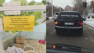 Приколы в банерах.Bee Show