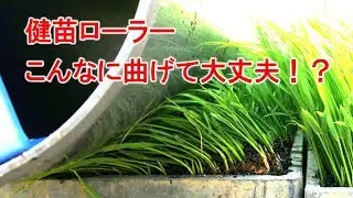 【美善】健苗ローラーを使って苗づくり！こんなに曲げても大丈夫？