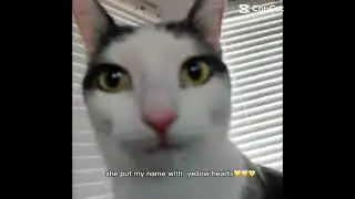 The cat need privacy