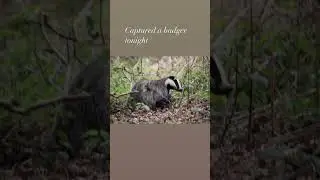 Collection of badgers from the spring and summer