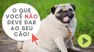 CUIDADO PET | O que seu cachorro PODE e N&Atilde;O PODE comer?