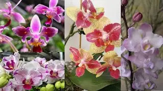 Мои новые малыши-фаленопсисы в размерах 1,7 и 2,5. Не все порадовали...