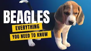 Adopting a Beagle Puppy; Everything you need to know!🐾