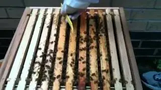 Beehive Inspection with Nick Mead