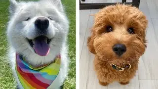 Cute Puppies Video Compilation 🐶| Cute Puppies Doing Cute Things😍 |