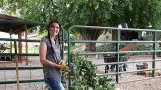 Transplanting a Trumpet Vine- DIY