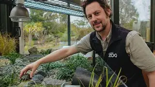 Breeding Gal&aacute;pagos tortoises - Part 2