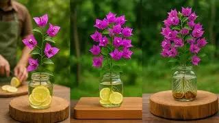 Just a few slices of lemon! The bougainvillea branch took root like crazy and bloomed continuously.