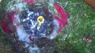 Newborn bluetit chicks