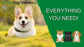 EVERYTHING You Need For Your Dog: Essential Dog Gear Checklist