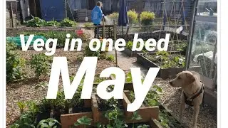 Veg in one bed - Huw Richards - May 2019