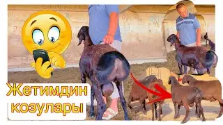 🥶😱Эчки Эмген Жетим козунун Козулары Баасы келсе Сатылат экен @BARPYKG 