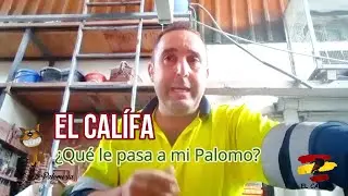 La anécdota más curiosa con mis palomas!