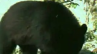 Bears of Cave Mountain