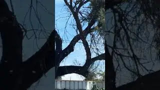 Swarming season #bees #beekeeping #spring #hives #nature #song #australia #silverbear360#sound