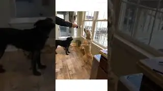 Doggo edit!