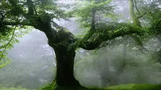 Nice relax music