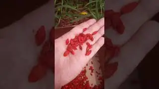 How to harvest, and preserve Goji Berries