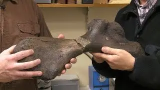 Two Turtle Bones Reunited
