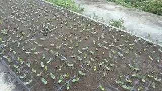 Bodiring ko&lsquo;chatlatlarimizham chiqip qoldi
