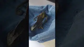 Из-за холодов во Флориде игуаны впали в анабиоз ❄️🦎 #флорида #февраль2026 #игуана #жизньвофлориде
