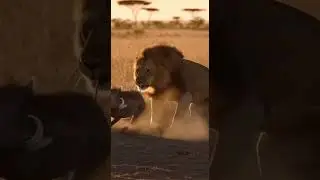 warthog vs lions🦁😲 Funny Moments 😬☺️ Epic showdown in the wild #wildlife #nature #animals