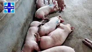 Đàn lợn thịt bị viêm phổi, thở giật | Nguyên nhân và phác đồ điều trị