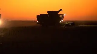 Plant Breeders Work on Healthier Oil Seeds